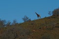 Silhouette of a giraffe going down a hill, in South Africa. Royalty Free Stock Photo